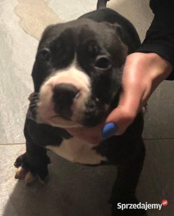 American Bully xl Pozostałe Kaźmierzewo