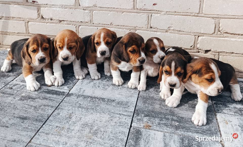 Beagle tricolor szczeniak Sokołów Podlaski