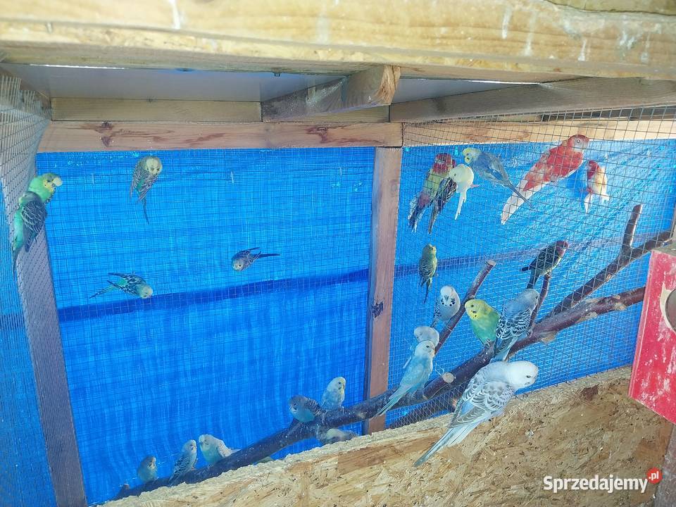PAPUGI ROZELLA ŚWIERGOTY NIEROZŁĄCZKI FALISTE sprzedam