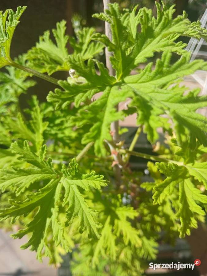 geranium anginka Nowy Sącz