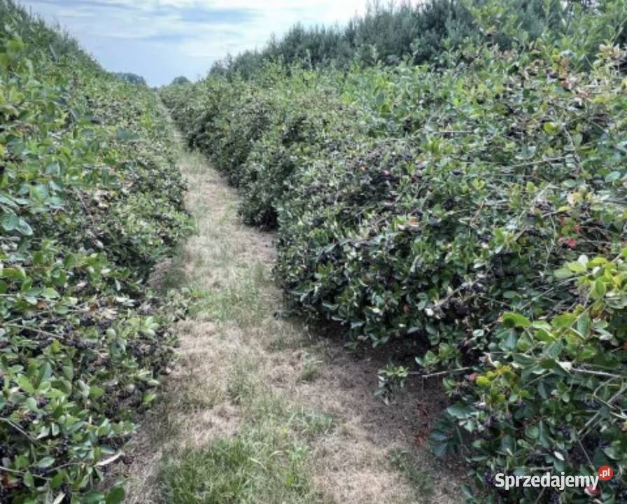 Plantacja Aroni ziemia rolna działkahektar 50000m2 Sprzedaż Kalisz Pomorski sprzedam