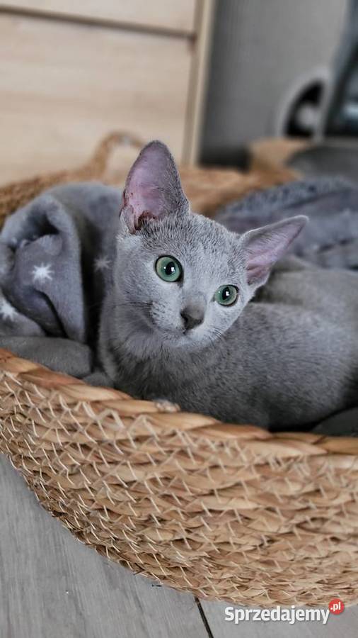 Kocięta rosyjskie niebieskie Legionowo