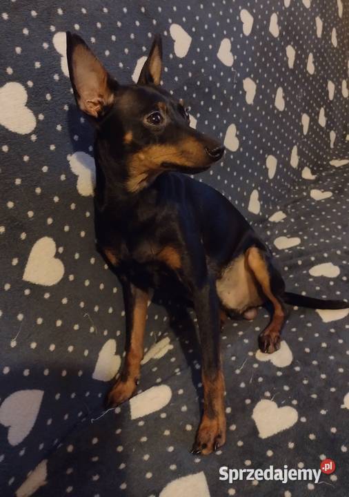 Sprzedam pieski pinczery Markuszów