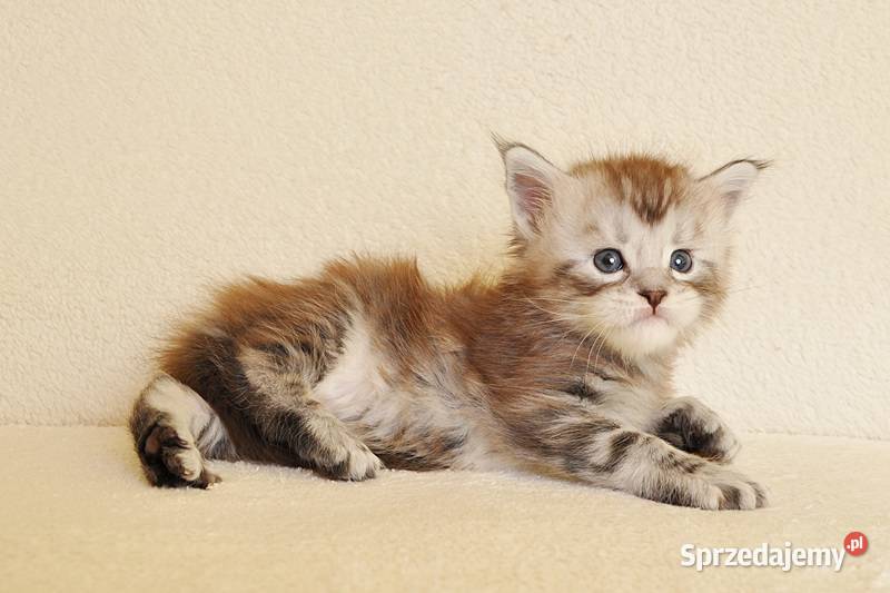 Sliczny kocurek z Rodowodem WCFPZF Legalna Maine Coon Białystok