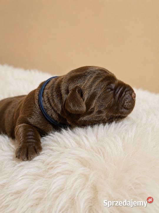 Labrador Retriever czekoladowy piesek Szczawin