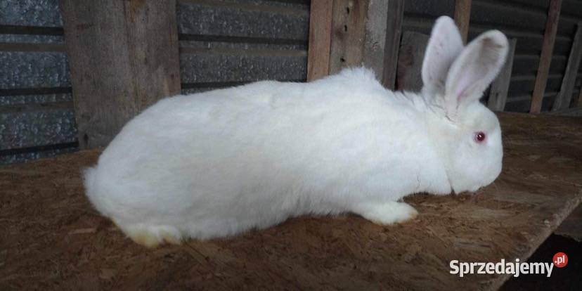 Króliki Gryzonie Łomża sprzedam
