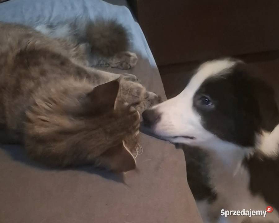 Piękny piesek border collie 5 miesięczny Łódź