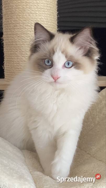 Piękny kocurek Ragdoll gotowy do odbioru z Szprotawa sprzedam