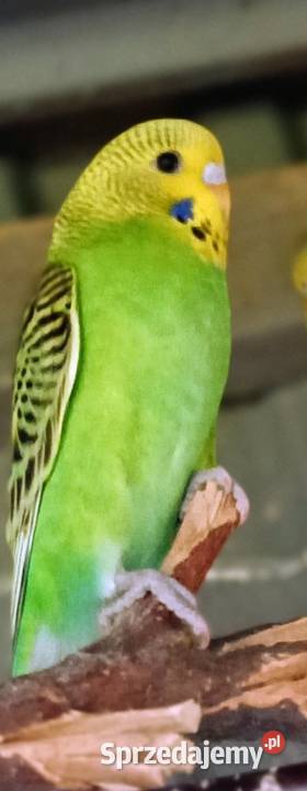 Papugi Papuga fiesta