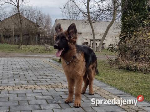 Sprzedam szczeniaki owczarka niemieckiego Zwierzęta