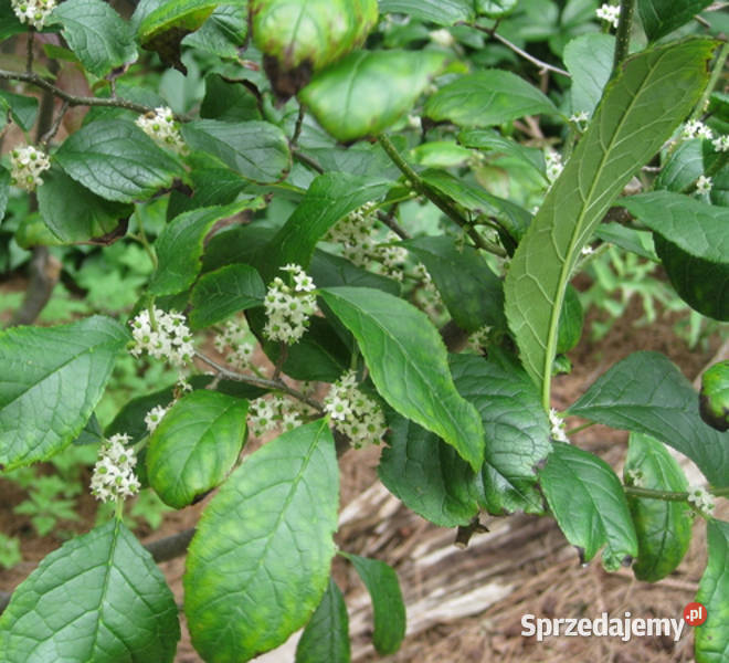OSTROKRZEW OKÓŁKOWY Ilex verticillata NASIONA Lubanie