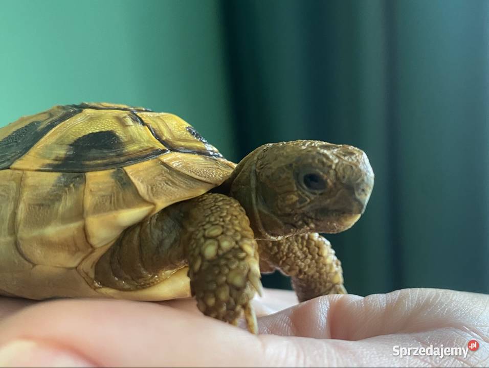 Żółw grecki z terrarium i pełnym wyposażeniem Gady i płazy Olsztyn