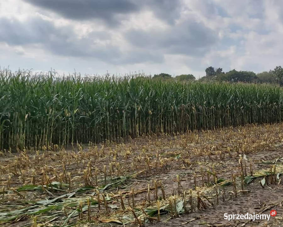 Materiał siewny kukurydza Hulk FAO 250 na Międzychód