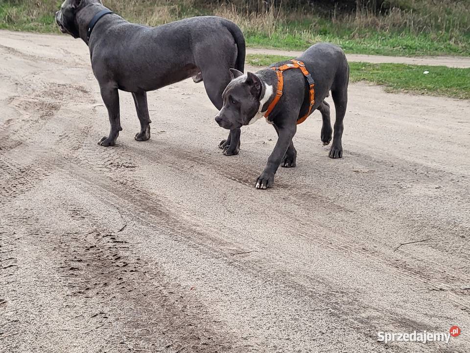 Szczeniaki American Bully XXL szukają domu Konin