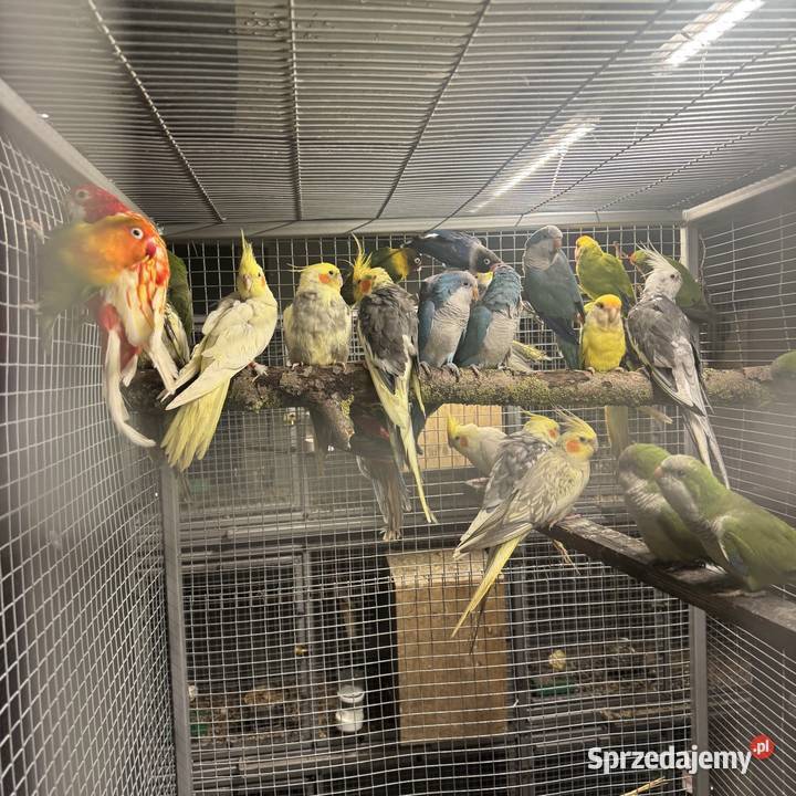 Mnichy nizinne Ptaki Pawłowice