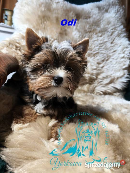 yorkshire terrier chłopiec tricilor York Kraków