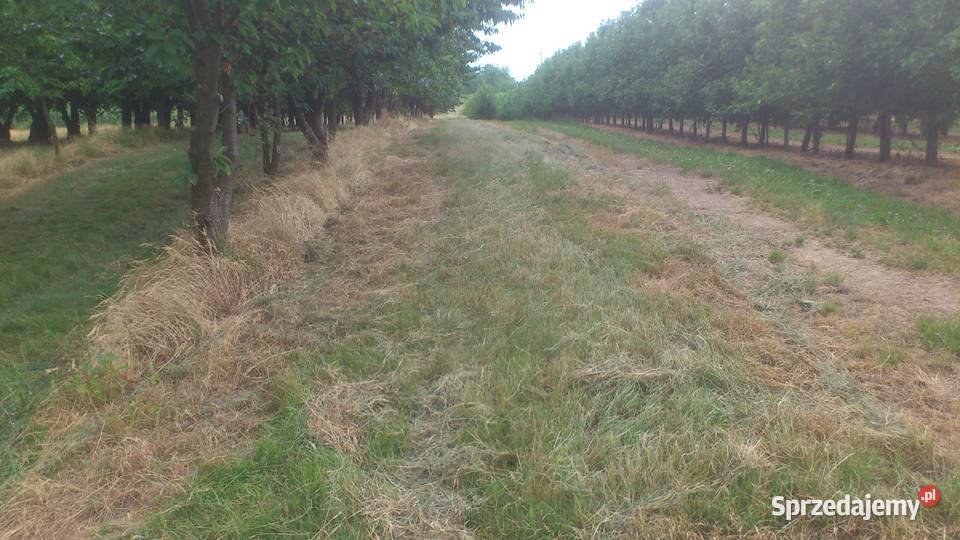 sprzedam zbiór czereśni wiśni śliwek Sobienie-Jeziory