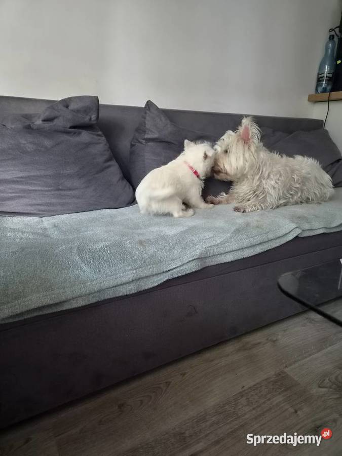 West Highland White Terrier Ustka sprzedam