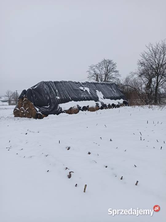 Słoma pszenżytnia Latowicz sprzedam