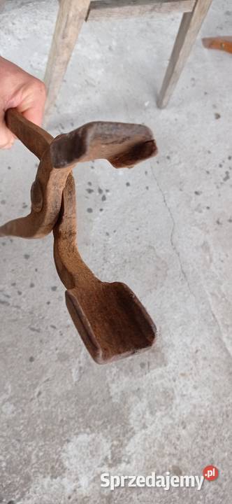 Kleszcze kowalskie Krotoszyn