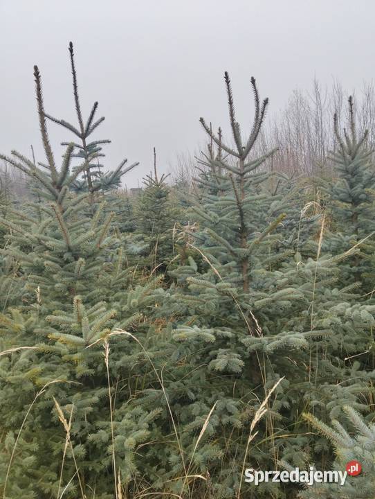 Świerk Srebrny hurt Grójec