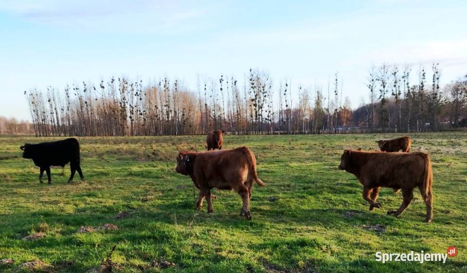 Odsadki mięsne matek byczki jałówki