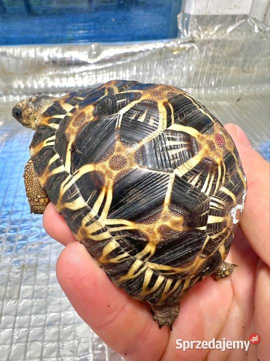 Żółw lądowy grecki promienisty lamparci
