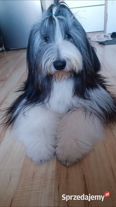 Bearded Collie FCI szczenięta Kalisz sprzedam