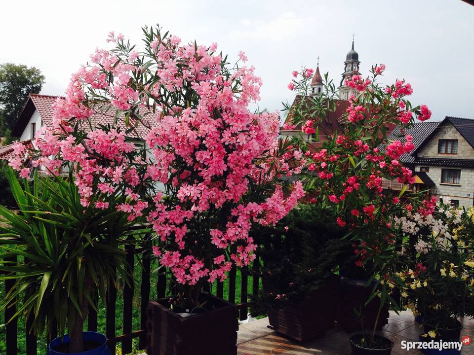 Złoty oleander Brzeźnica