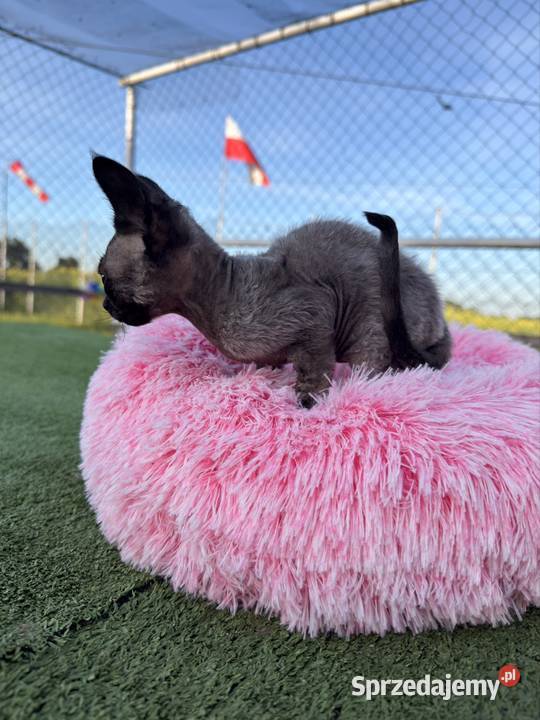 Devon Rex kocur FPL Poznań