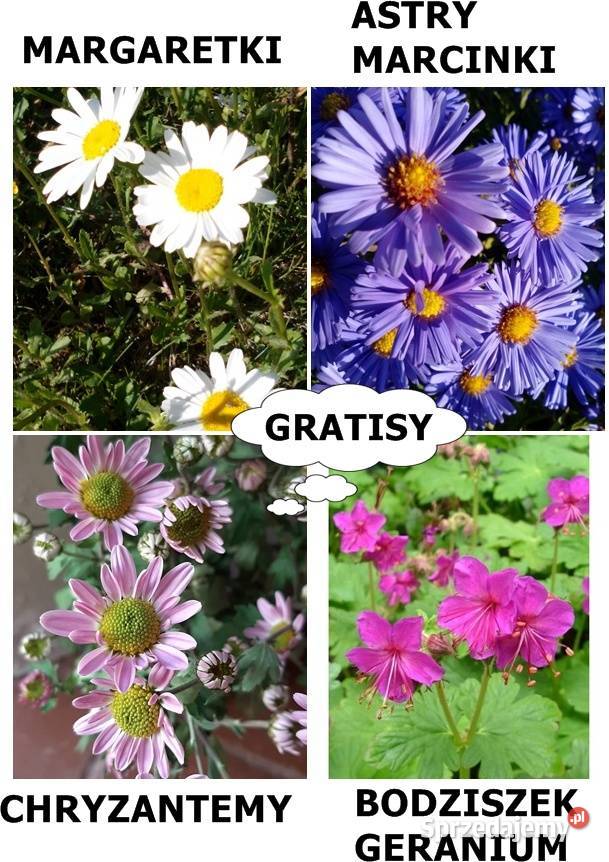 ROŚLINYBYLINY WIELOLETNIE NA SKALNIAK NA Kołobrzeg