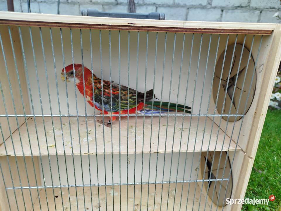 Rozella Białolica samiec 2025 r Brzeziny