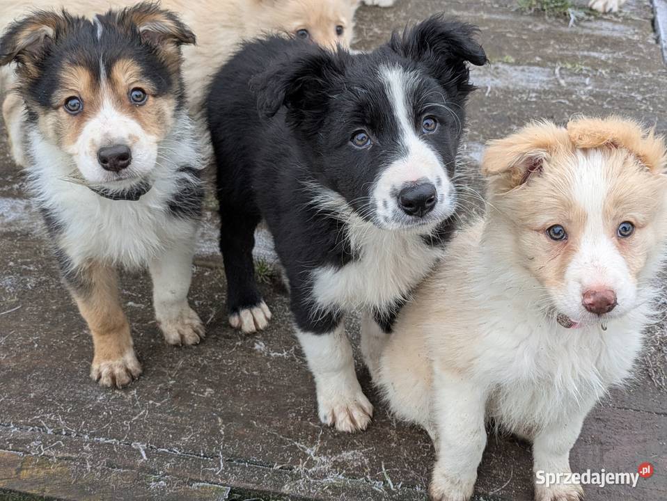 Border Collie Wołów