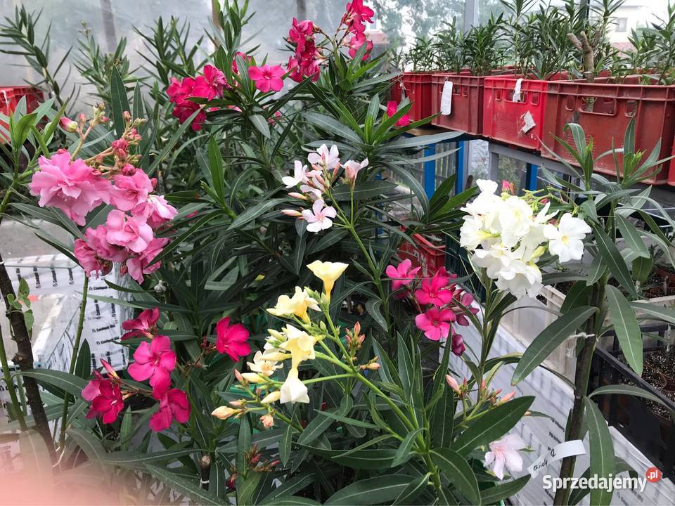 Oleandre kwitnące Brzeźnica sprzedam