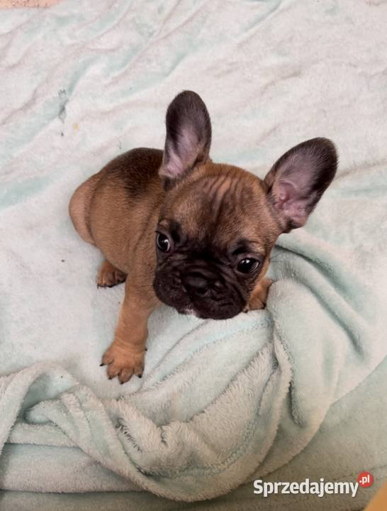 Szczeniak samiec Buldog Francuski fawn beige Słupsk