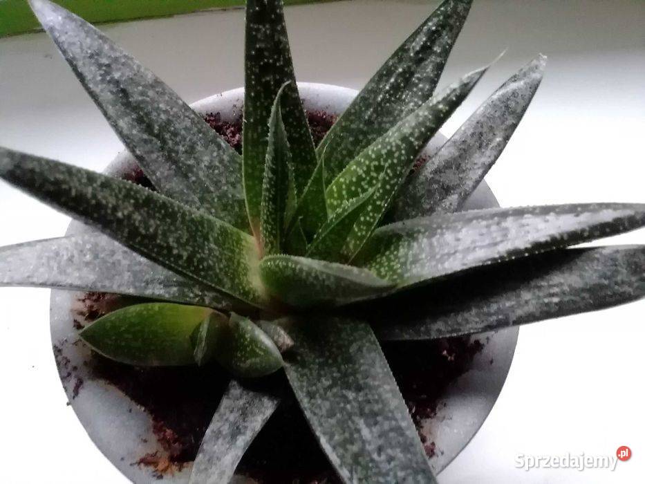 Roślina doniczkowa sukulent Łódź