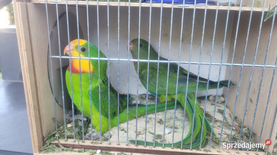Para papug baraband Wieliczka