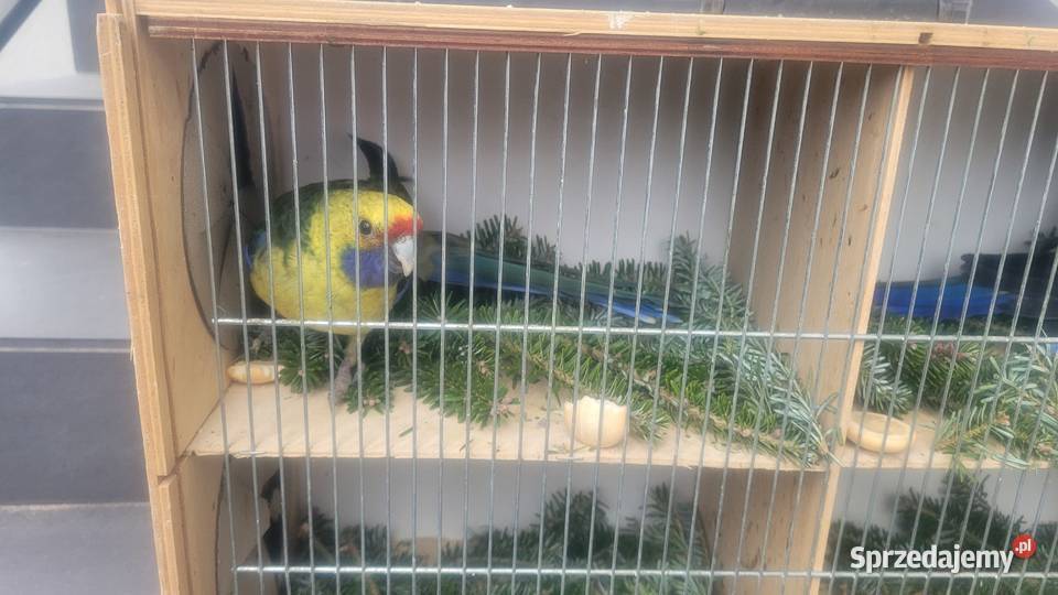 Rozella kaledońska samica małopolskie