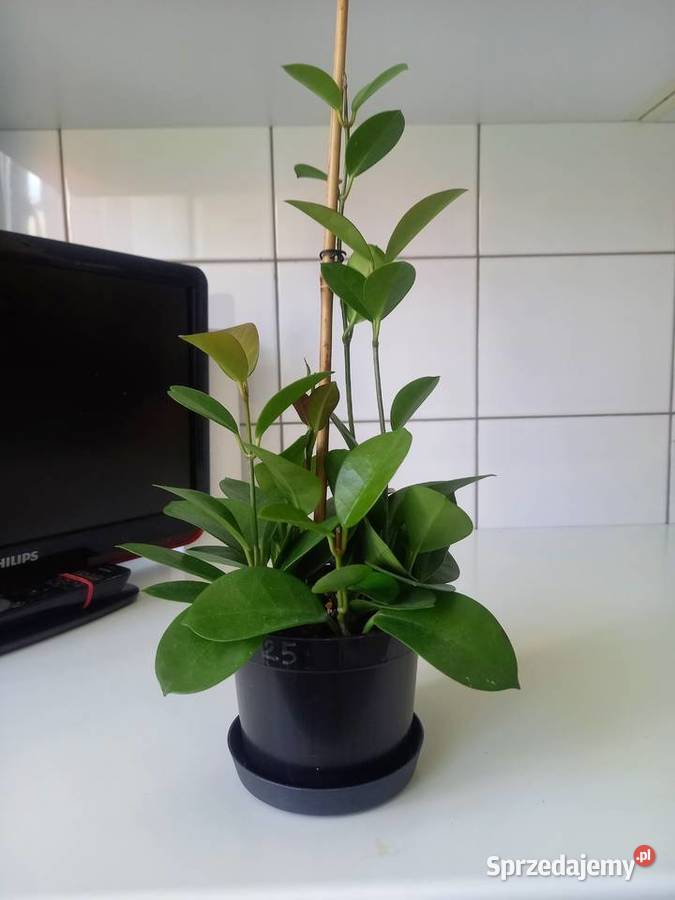 Hoya australis gęsta sadzonka Częstochowa sprzedam