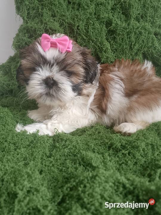 Gotowa do odbioru śliczna suczka rasy ShihTzu Kępno sprzedam