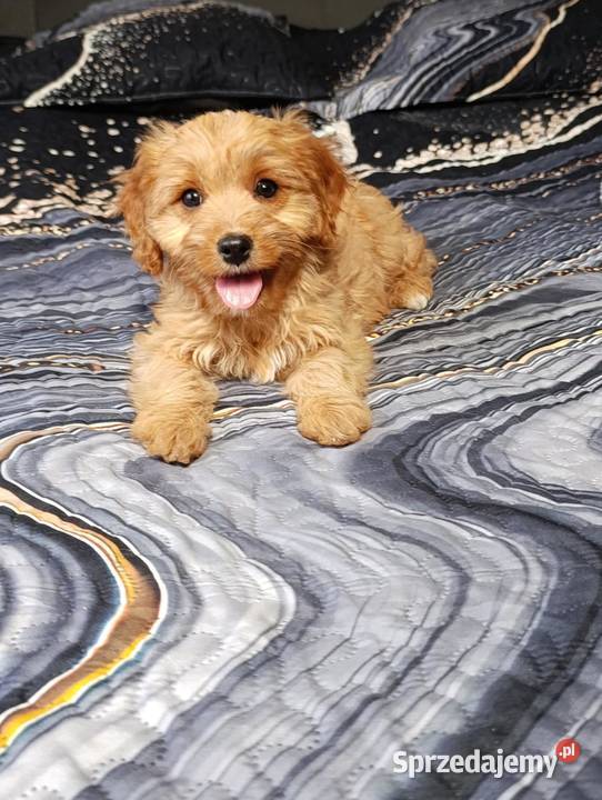 Cavapoo suczka Pozostałe Szczaworyż