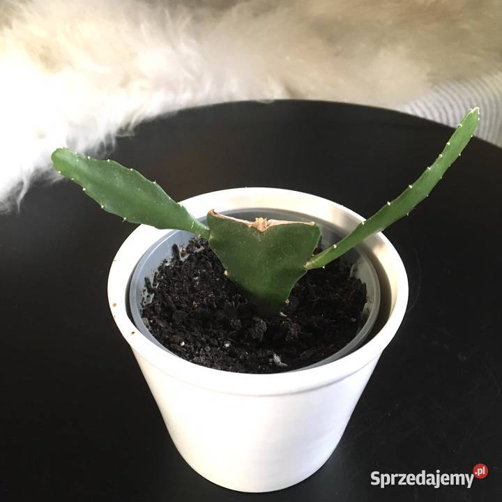 epifilum kwitące na żółto Warszawa