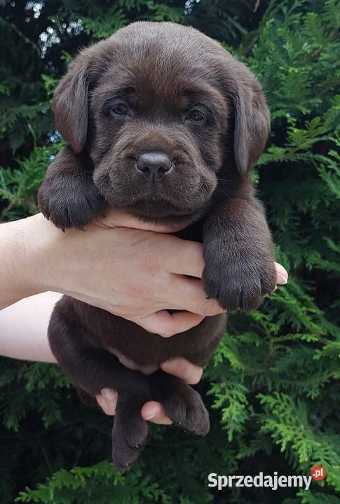 Labrador Retriever ZKwPFCI czekoladowe Szczawin sprzedam