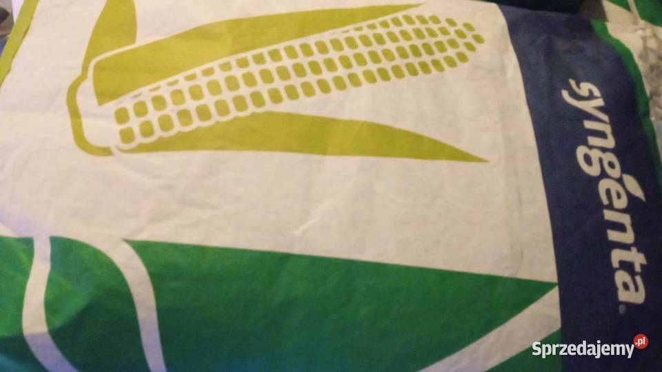 Kukurydza Kędzierzyn-Koźle