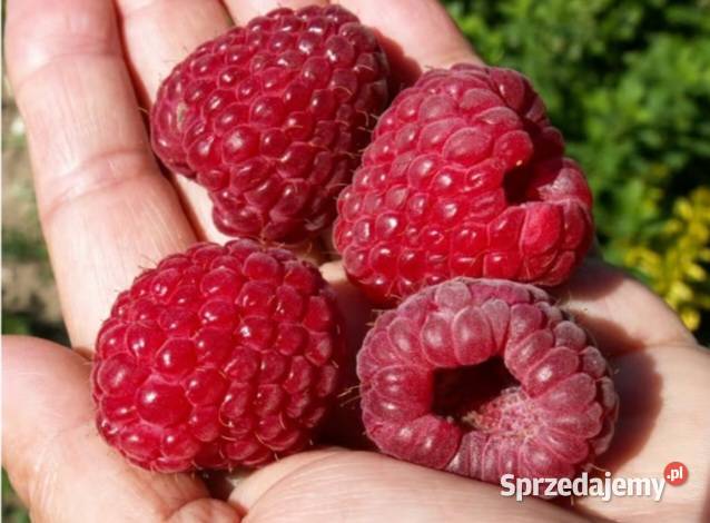 Sprzedam maliny na zamowienie świętokrzyskie Mirocice