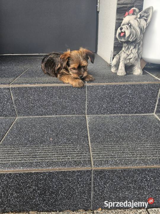 York terrier chłopczyk Chróścin sprzedam