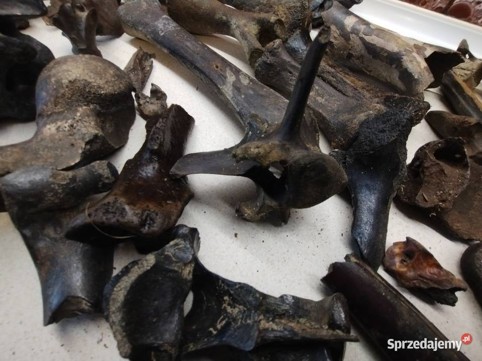 Kości skamieliny archeologia Leżajsk