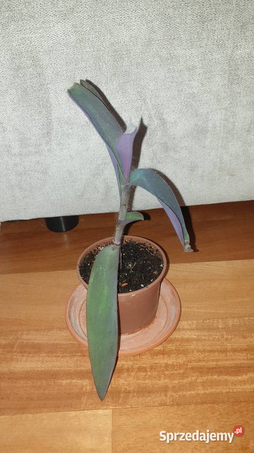 Setkrezja purpurowa trzykrotka do domu i na Warszawa sprzedam