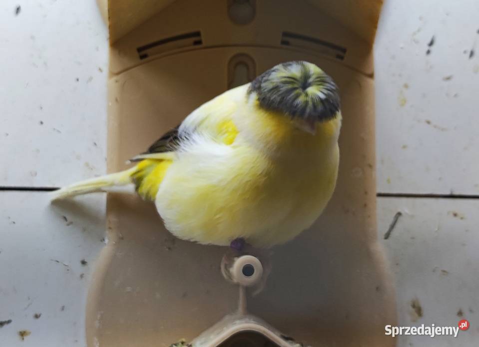Kanarek kanarki glostery pary Ptaki wielkopolskie