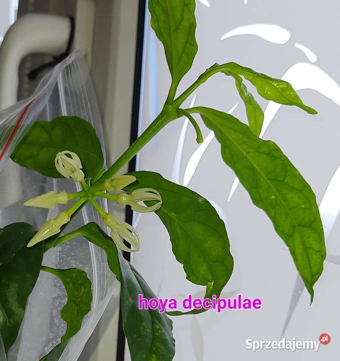 Hoya decipulae Warszawa